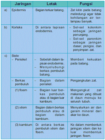  Jaringan-Jaringan Penyusun Batang Dikotil Beserta Letak dan Fungsinya