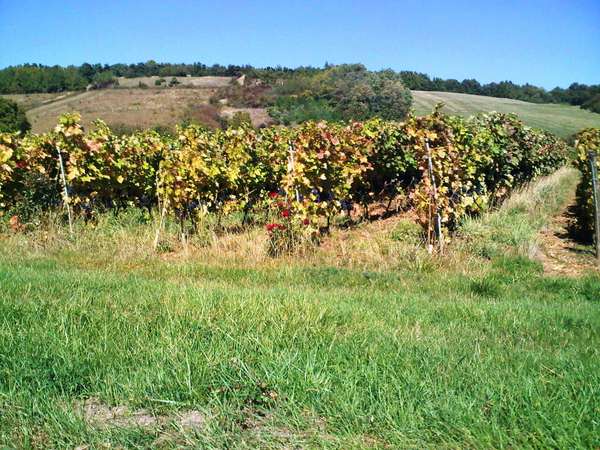 roses dans les vignes