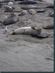 Elephant Seals 2012 009