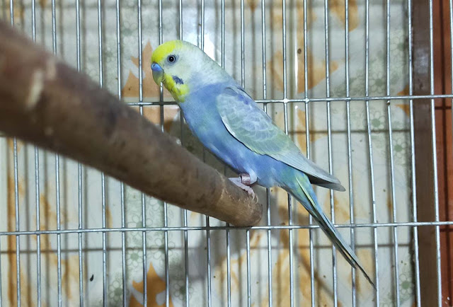 DF Vio Rainbow Budgerigar in Bangladesh