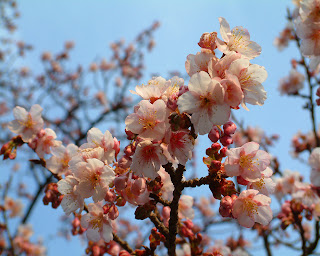 Cherry_Blossom_Wallpaper