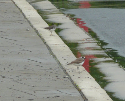 killdeer and sandpiper