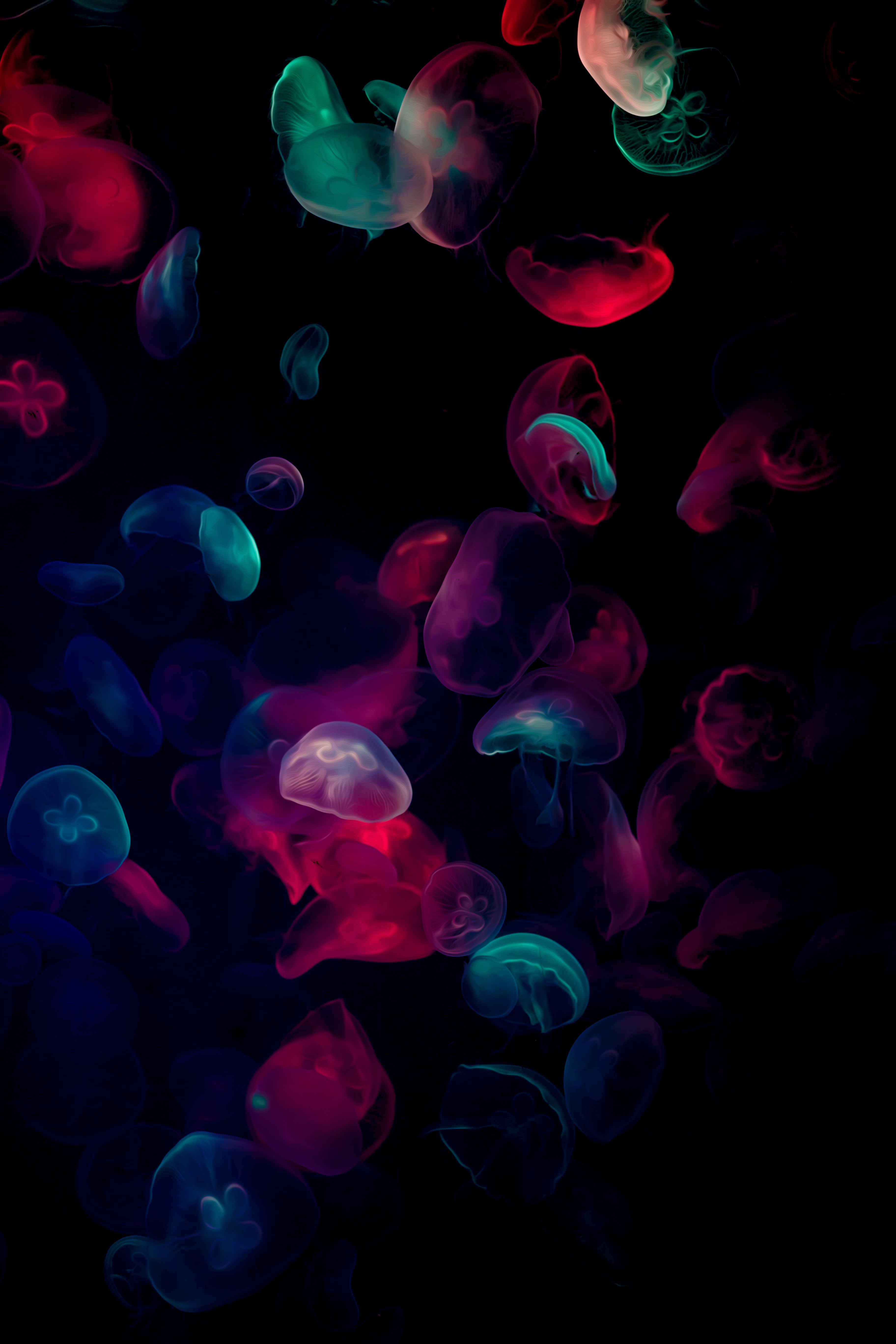 Purple Jellyfish Pictures  Download Free Images on Unsplash