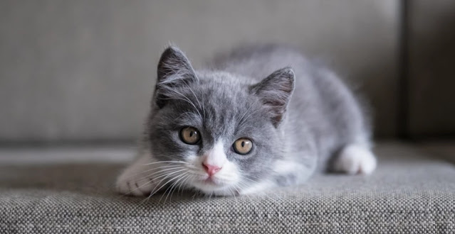 how many human days is a cat day