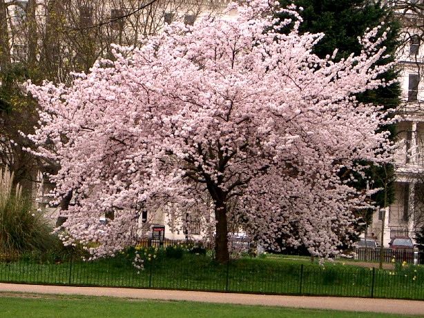 cherry tree drawing in blossom. cherry tree blossom drawing.