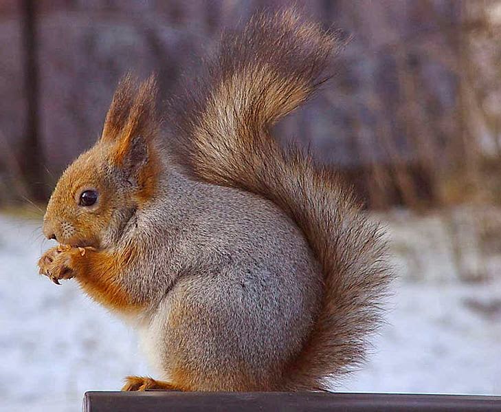 The News For Squirrels: Squirrel Facts: The Eurasian Red Squirrel