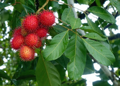 rambut beruban