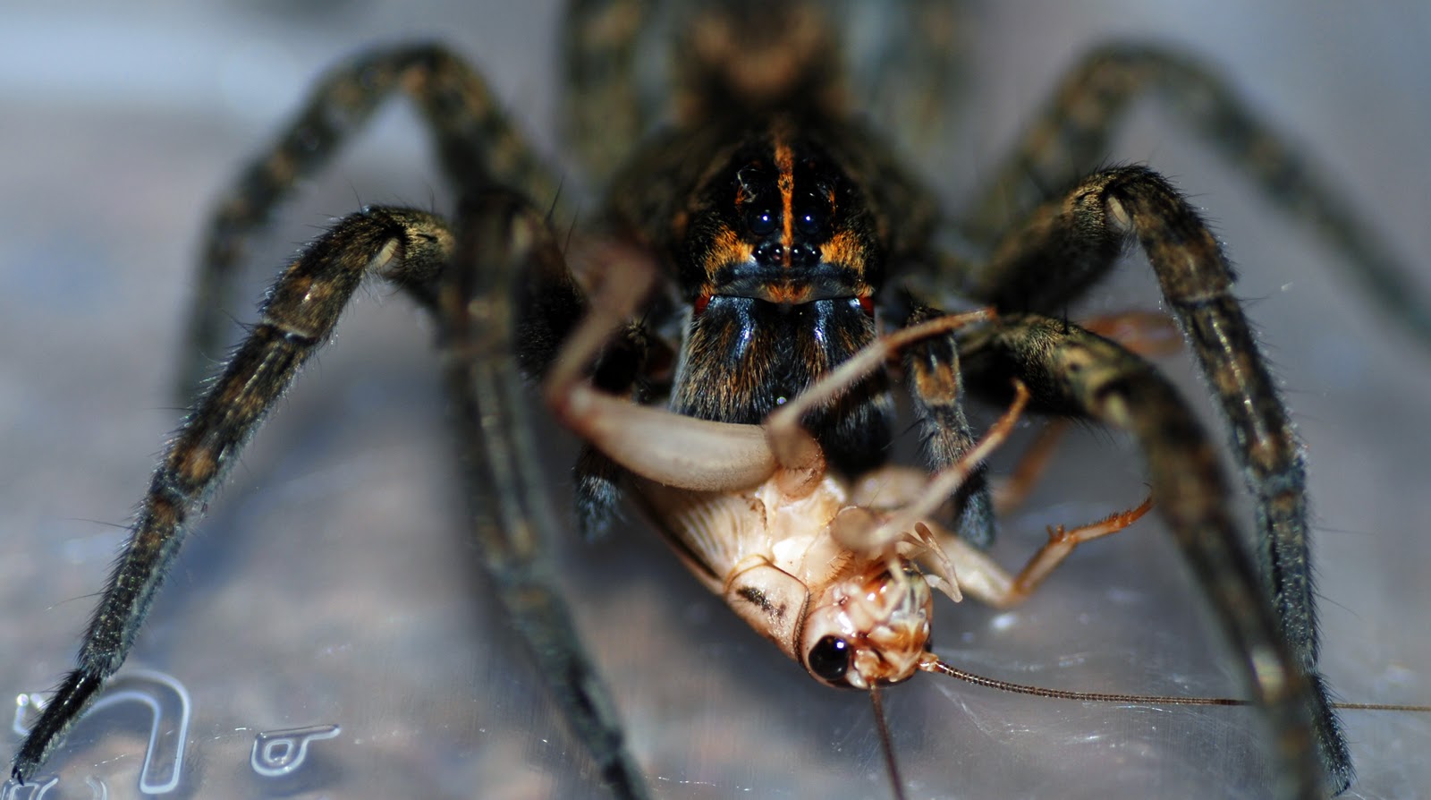 wolf spider eating cricket