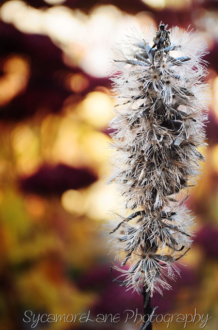 seed head of liatrus-w