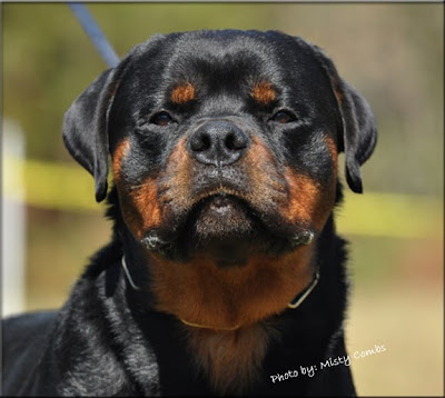 Rottweiler dog pictures