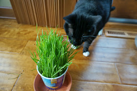 Grow wheat grass for cats and dogs