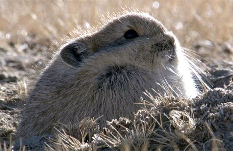 plateau_pika_1