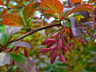 Листья и бутоны Berberis vulgaris