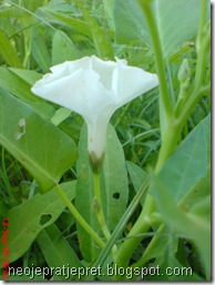 kembang kangkung 03