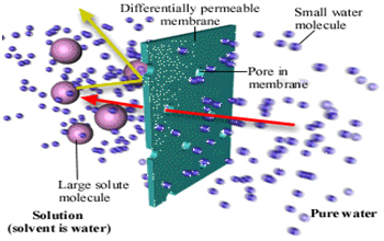 Osmosis ialah gerakan air dari potensial air lebih tinggi ke potensial 