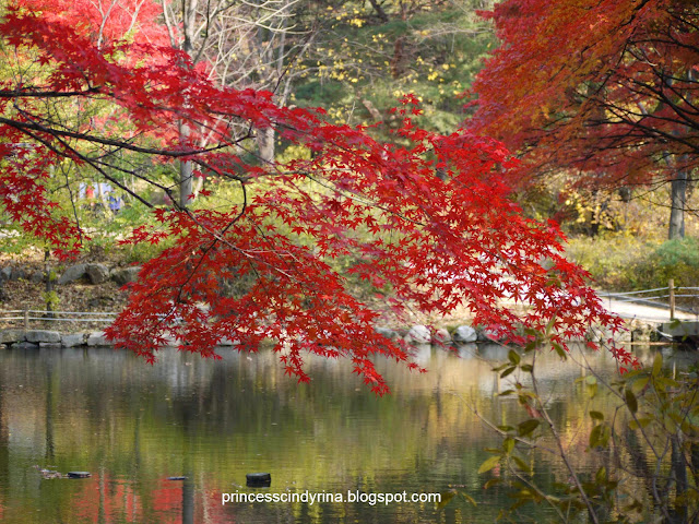 red leaves on a tree by a river