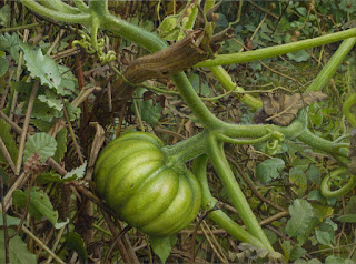 Los bodegones con Vegetales en Naturalezas Vivas