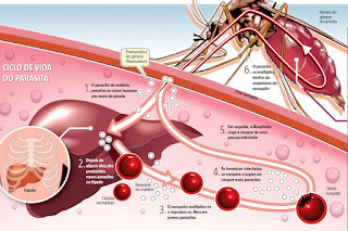 malária, malaria é contagiosa, malaria tratamento, malária prevenção, malaria cerebral, malária transmissão, malaria em moçambique, malária cerebral sintomas, tipos de malaria