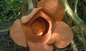 Rafflesia Patma Mekar di Kebun Raya Bogor