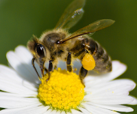 honey bee on daisy