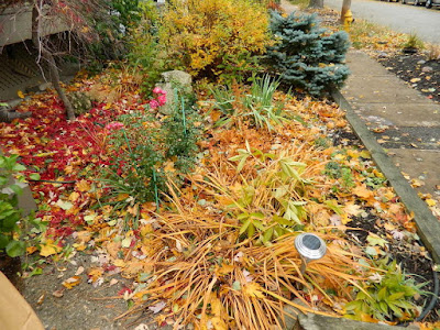 Coxwell-Danforth Toronto Fall Cleanup Front Yard Before by Paul Jung Gardening Services--a Toronto Organic Gardening Company