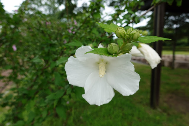 鳥取県米子市両三柳 弓ヶ浜公園