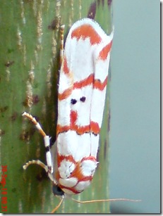 ngengat putih bergaris merah 12