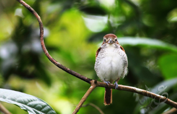  Gambar Burung Berwarna