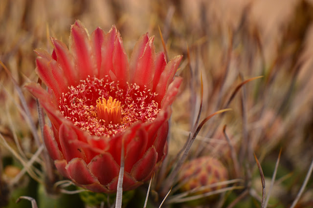 amy myers photography, desert, ferocactus, cactus, bloom, flower, sonoran, journal of a thousand things