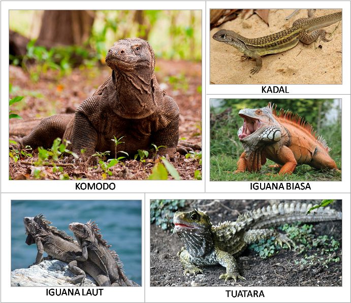 Hewan yang bertelur jenis macam gambar foto hewan reptil 