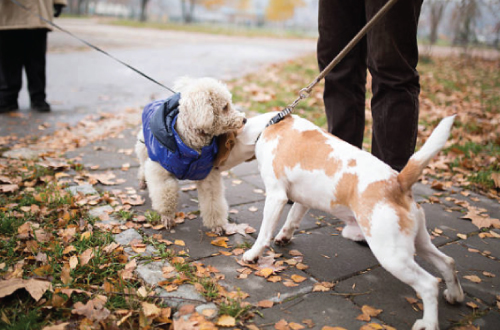 two dogs on leash