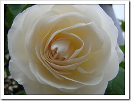 20 avril ~ purete_rose_blanche_fleur_belle_nature_arbuste