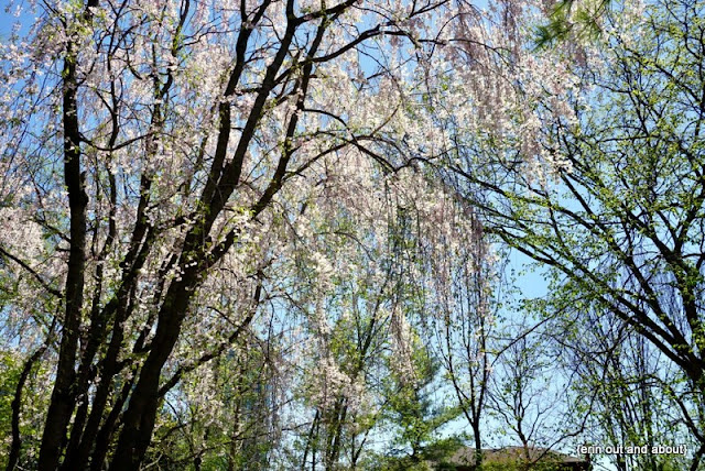 {Erin Out and About} Sakura in Kariya Park