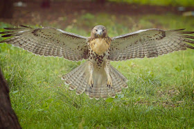 Tompkins Square red-tailed hawk fledgling coming at me.