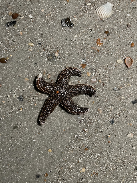 A true starfish. This was so cool to find. The starfish is a blackish color with whiteish/gold (it was hard to tell which because he was wet) dots all over his skin. He was left behind by the tide that was going out and was left in the still wet sand.