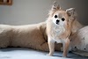 Chihuahua dogs pictures |  cute puppy pictures | cute dogs pictures | cute dog pictures | cute dog images | cute dog pic | puppy pictures |cute puppies
