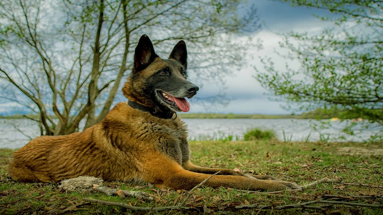 Berger malinois