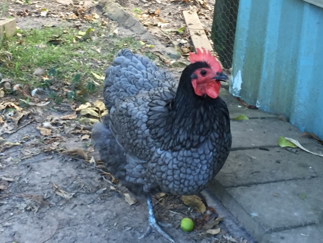 Chickens for sale and an egg competition