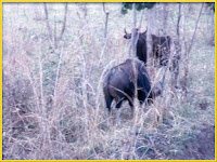 Gaur Bos frontalis Pictures