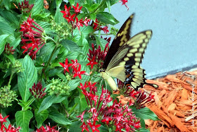 Adult Giant Swallowtail Butterfly