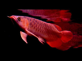 ikan-arwana-super-red.jpg