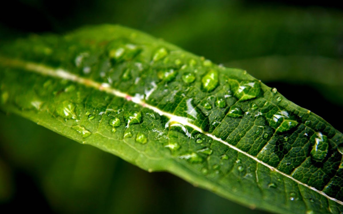 Amazing Water Drops Widescreen Wallpaper 9