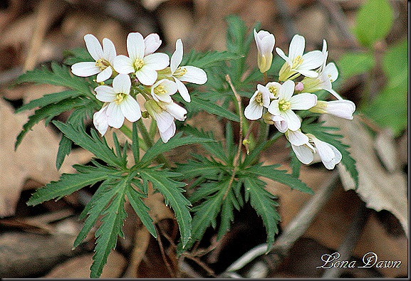 Cut-leavedToothwort_Cardamine concatenata