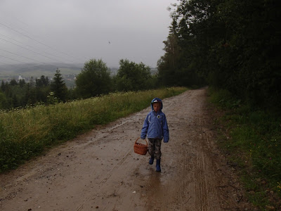 Grzyby w deszczu, deszczowy las, grzyby w lipcu, grzybobranie w deszczu, grzyby na Orawie, grzyby pod Babią