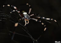 Araña tigre (Argiope bruennichi)