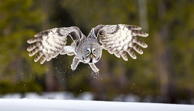 Burung hantu terbesar di dunia terancam punah