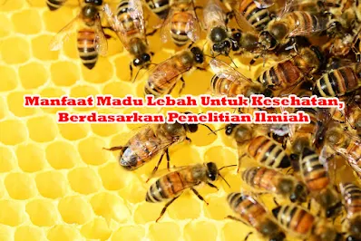 Manfaat Madu Lebah Untuk Kesehatan