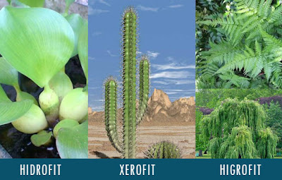 Dalam dunia tumbuhan terdapat sistem penyesuaian Morfologi Pengertian Tumbuhan Hidrofit, Xerofit, Higrofit, Halofit dan Mesofit