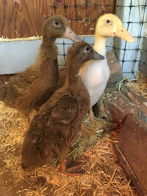 Ducklings at one month old