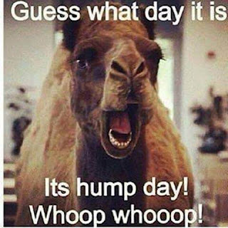 funny hump day memes camel